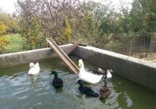 kuban ve kayuqa ordeyi