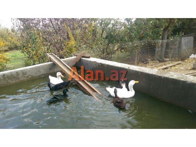 kuban ve kayuqa ordeyi