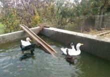 kuban ve kayuqa ordeyi