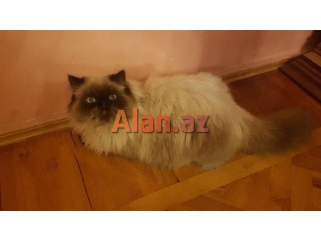 himalay pers (kolor point)