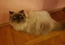 himalay pers (kolor point)