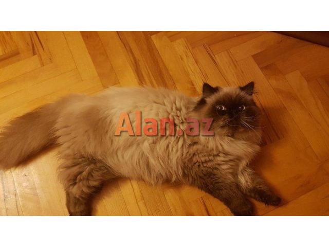 himalay pers (kolor point)