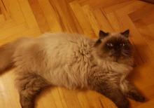 himalay pers (kolor point)