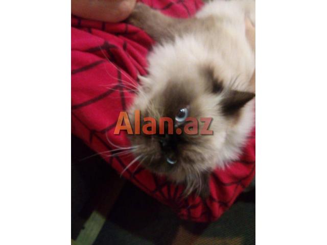 himalay pers (kolor point)