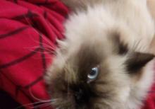 himalay pers (kolor point)