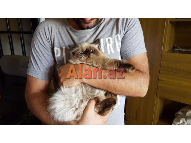 himalay pers (kolor point)