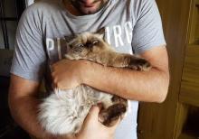 himalay pers (kolor point)