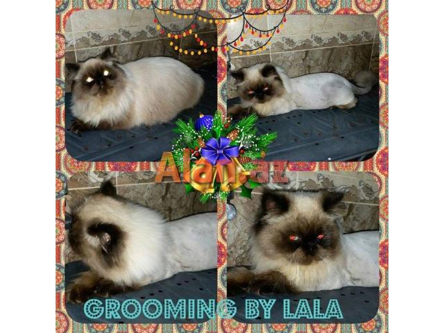 himalay pers (kolor point)