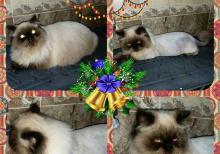 himalay pers (kolor point)