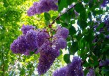 Tund goy yasemen il boyu acir