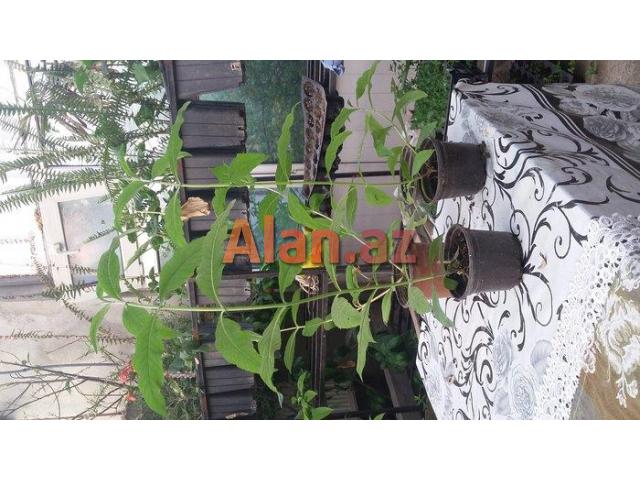 Tund goy yasemen il boyu acir