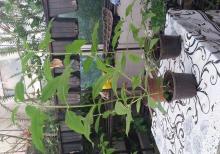 Tund goy yasemen il boyu acir