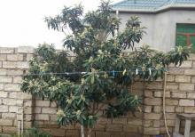 Xəzər. R buzovna. Q albalılıq-pajarnı yolu 12 sot 2 mərtəbəli 4 böyük otaqlı ev