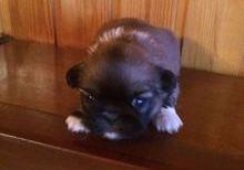 Pekines